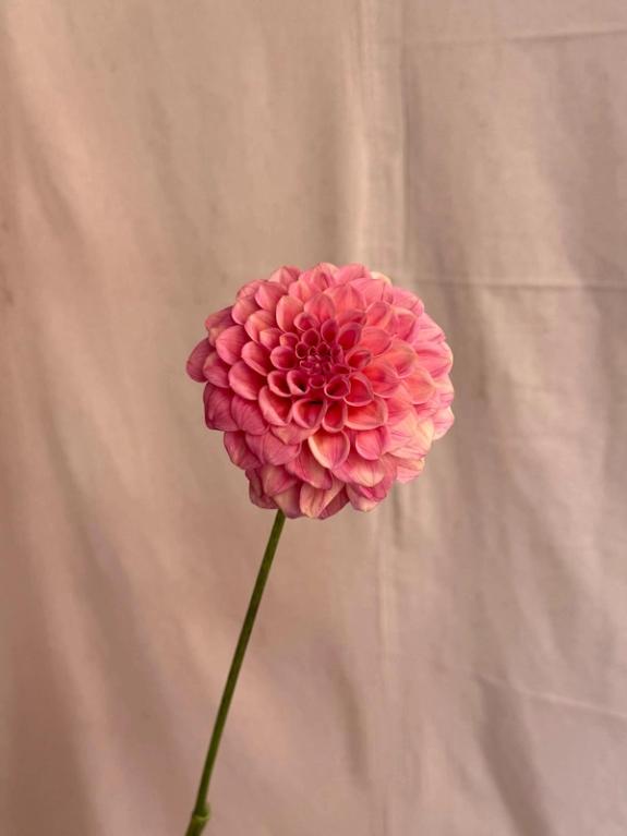 Fox Fodder Flowers image grid container slide 90