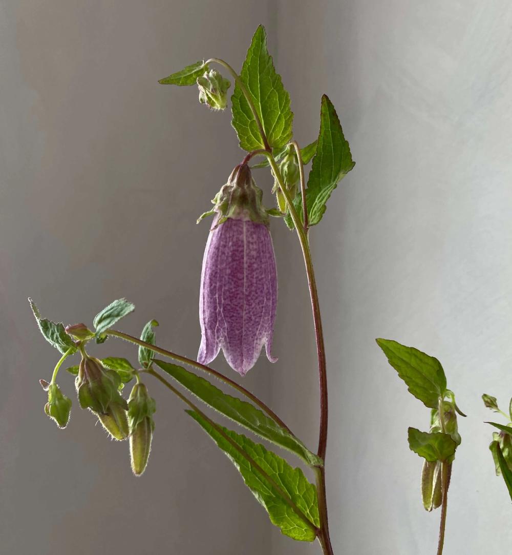 Fox Fodder Flowers Hero Slide 1 Image 1