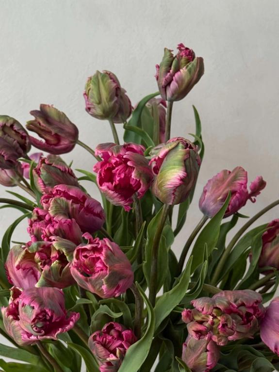 Hover Image of Purple Parrot Tulip