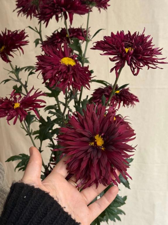 Hover Image of Oriental Night Heirloom Chrysanthemums