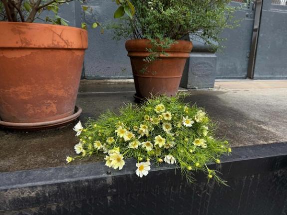 Fox Fodder Flowers image grid container slide 53