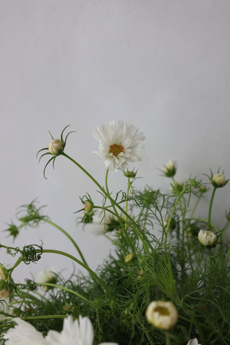 Product image in gallery for Afternoon White Cosmos | Item 2
