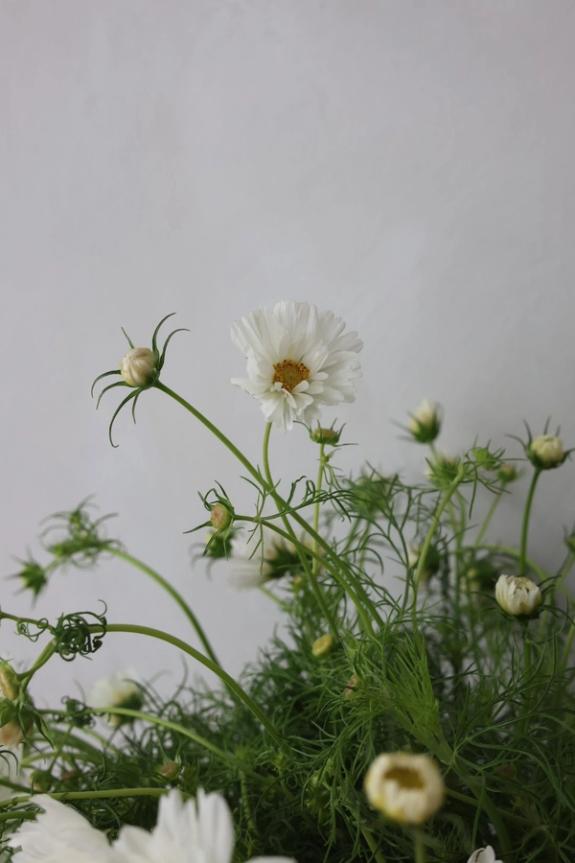 Hover Image of Afternoon White Cosmos