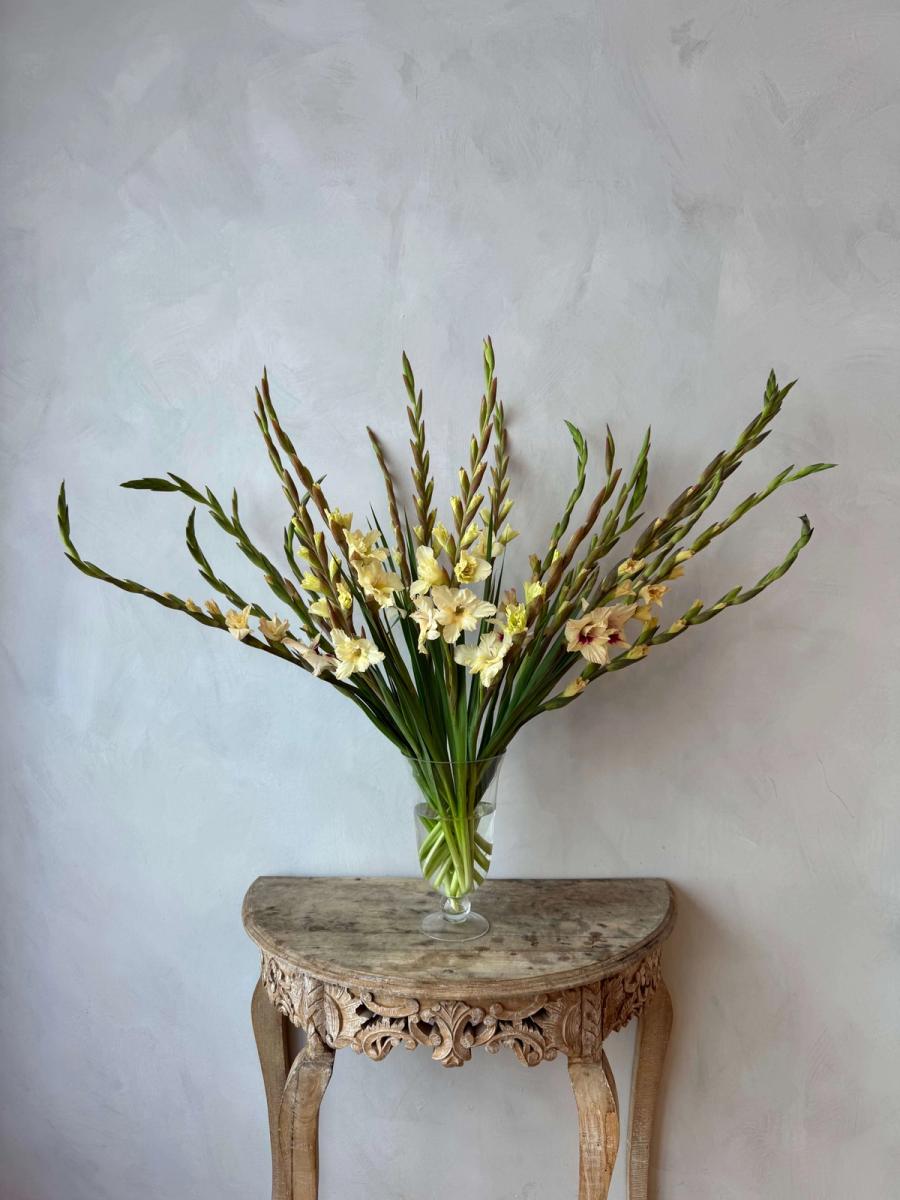 Product image in gallery for Gladiolus Amber Mystique | Item 1