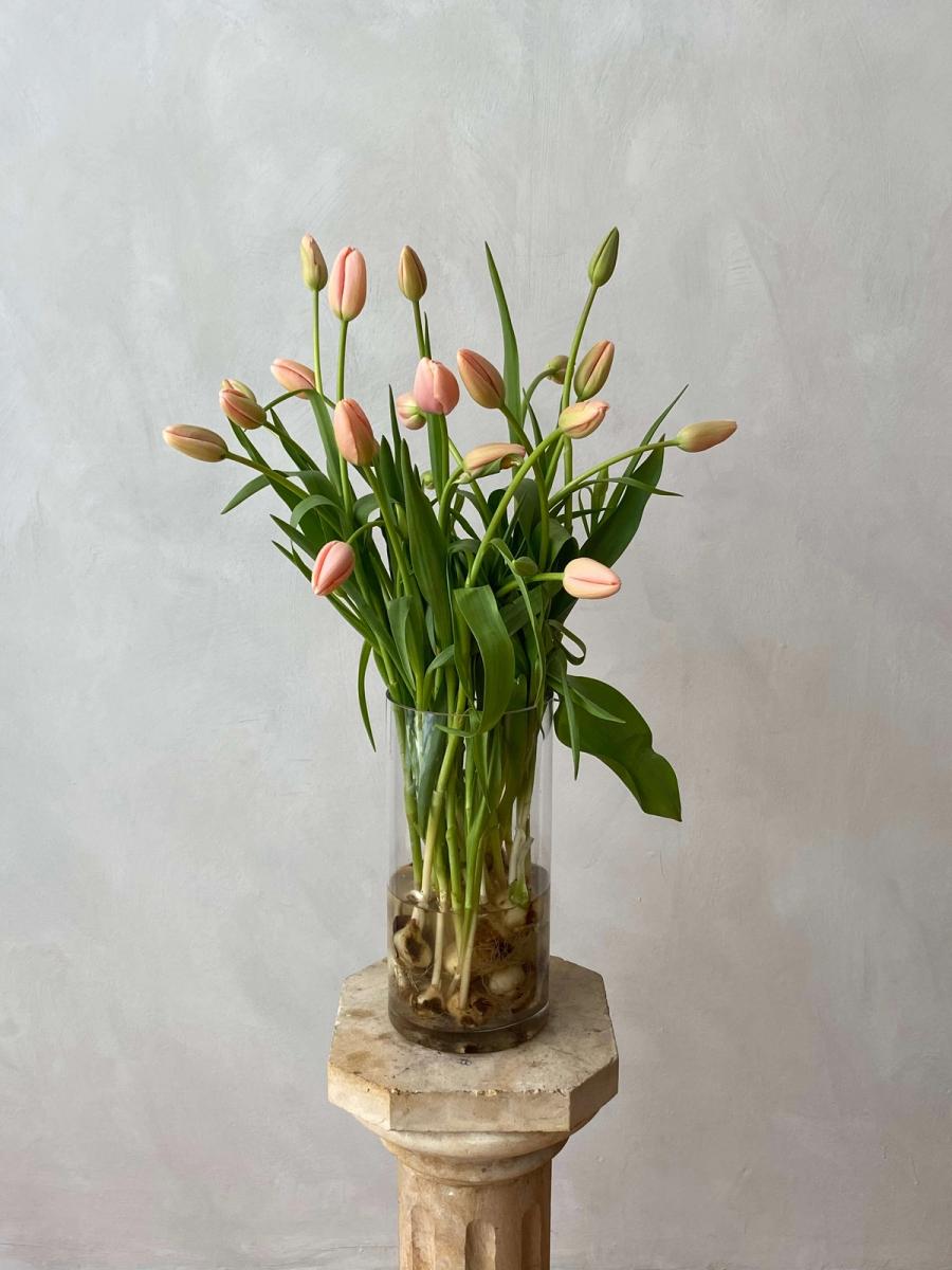 Product image in gallery for French Menton Tulips on the Bulb | Item 1