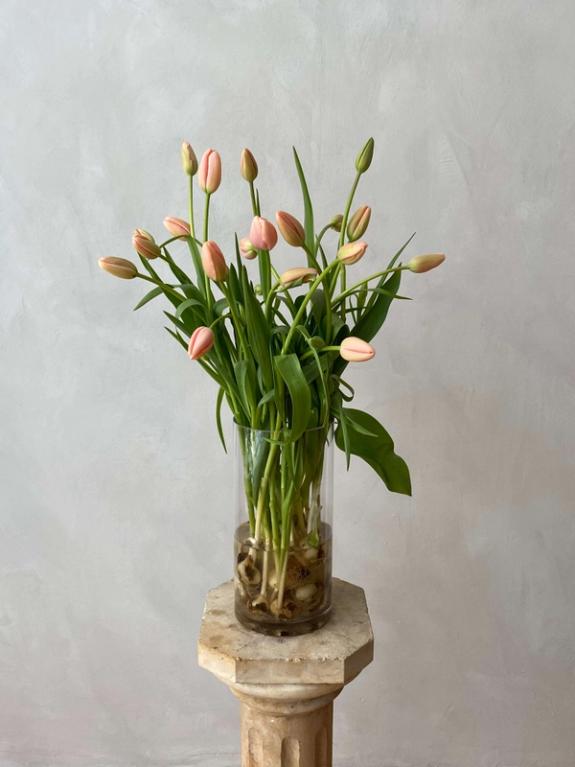 Thumbnail Image of Menton French Tulips on the Bulb