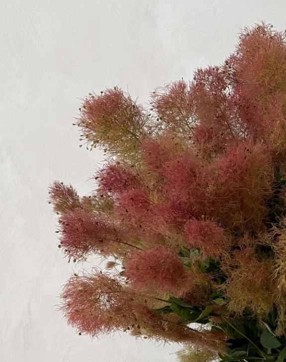 Hover Image of Smokebush in Campo di Fiori Vase