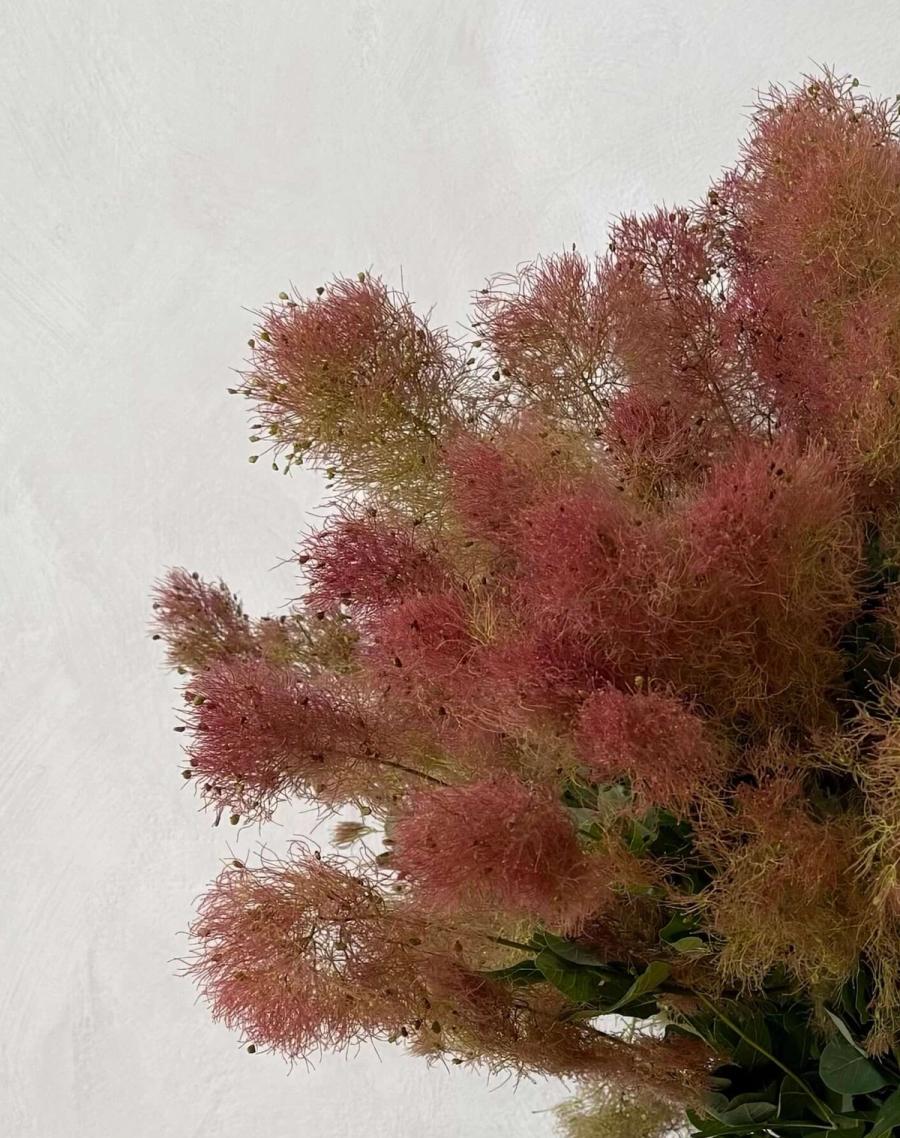 Product image in gallery for Smokebush in Campo di Fiori Vase | Item 2