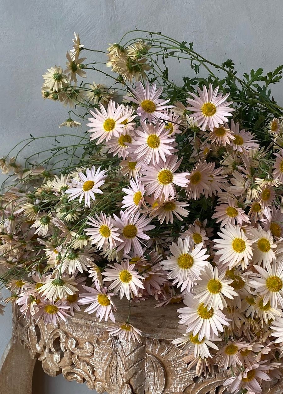 Product image in gallery for Apricot Florist's Dahlias | Item 2