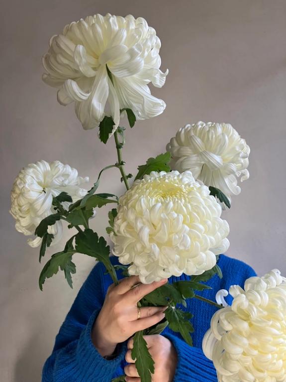 Hover Image of White Primrose Mt. Shasta Bear Creek Chrysanthemum