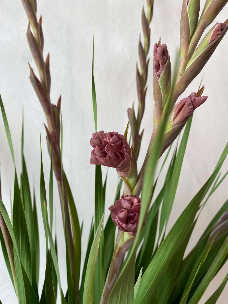 Product image in gallery for Ocaso Gladiolus | Item 2
