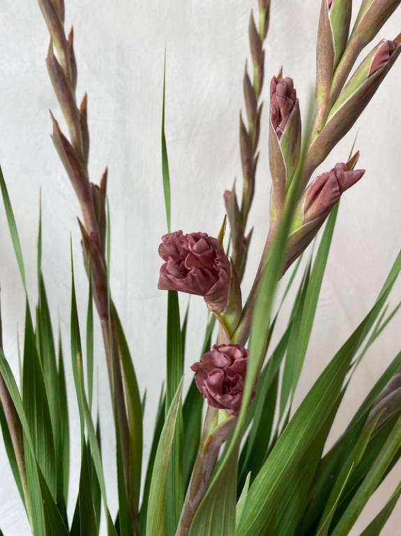 Hover Image of Ocaso Gladiolus