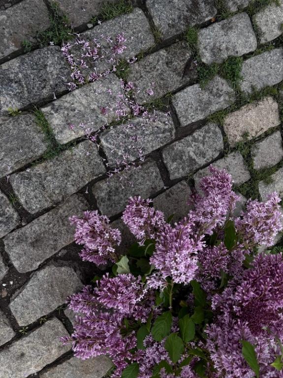 Fox Fodder Flowers image grid container slide 187