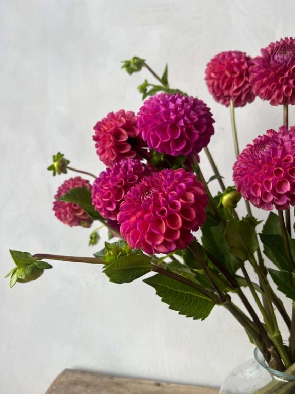 Hover Image of Mystique Dahlias