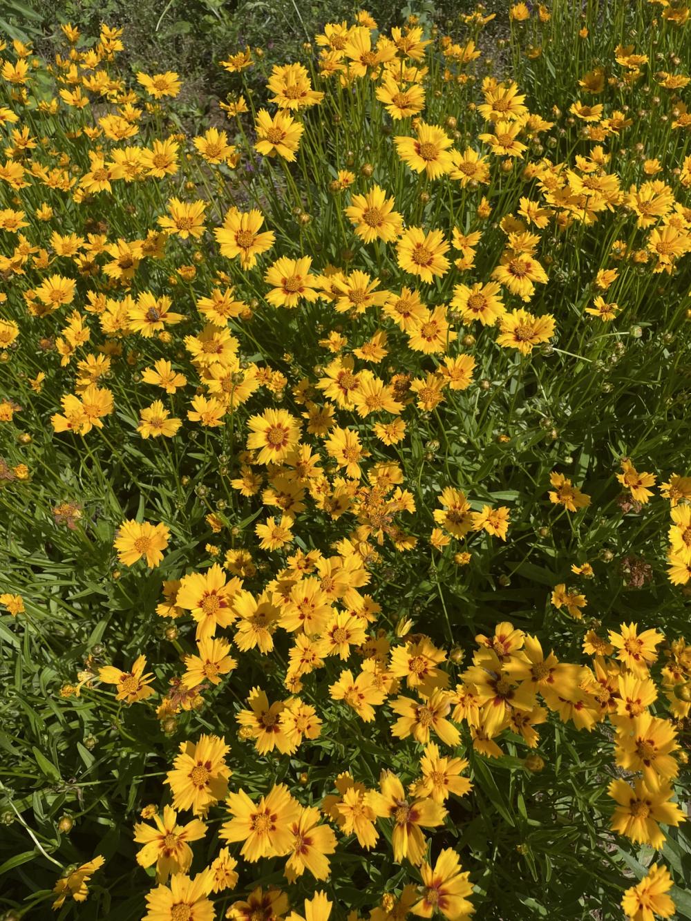 Fox Fodder Flowers