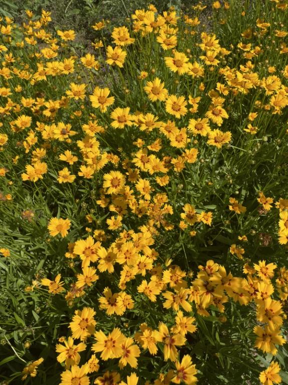 Hover Image of Heliot Coreopsis
