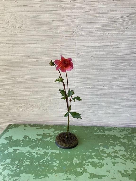 Hover Image of Totally Tangerine Dahlias