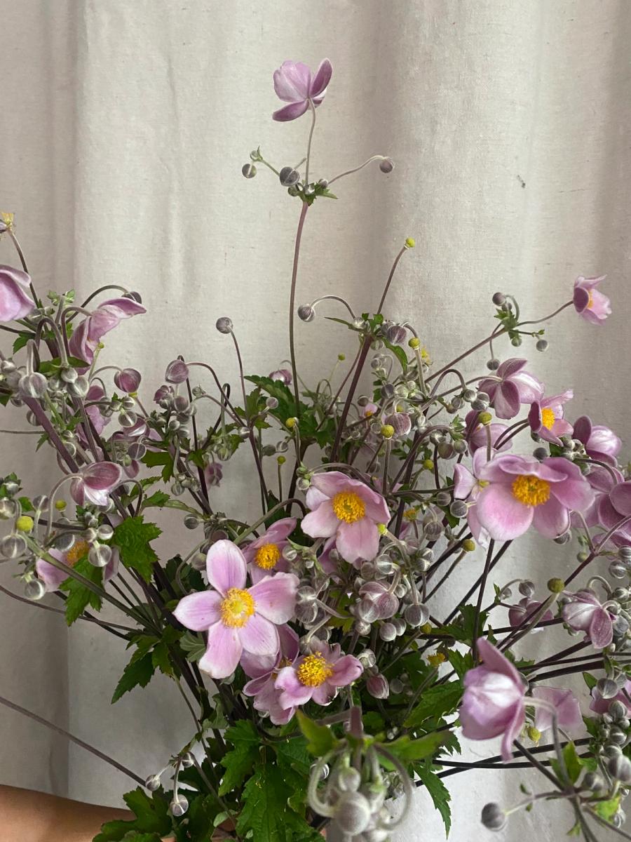 Product image in gallery for 'September Charm' Japanese Anemone Bunch | Item 2