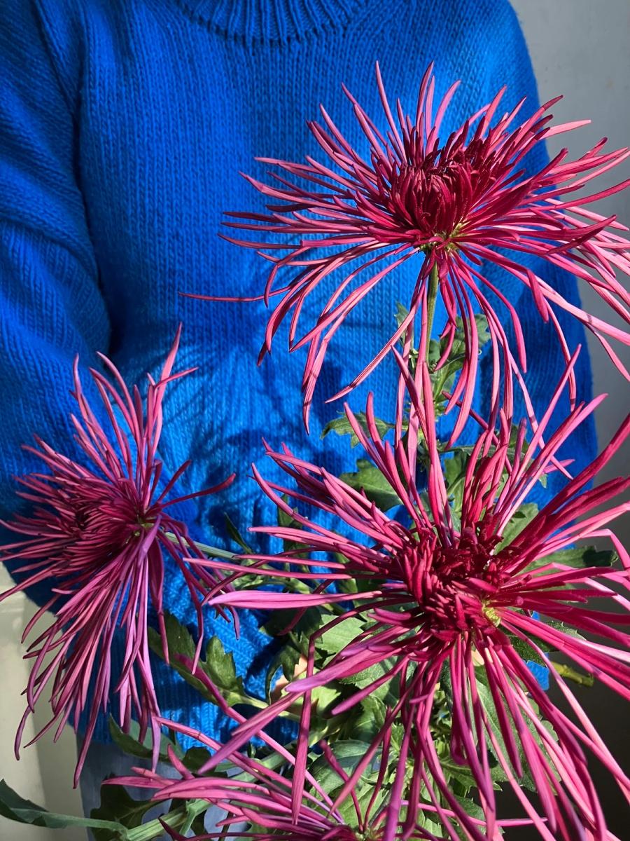 Product image in gallery for Seaton's Ashleigh Bear Creek Chrysanthemum | Item 2