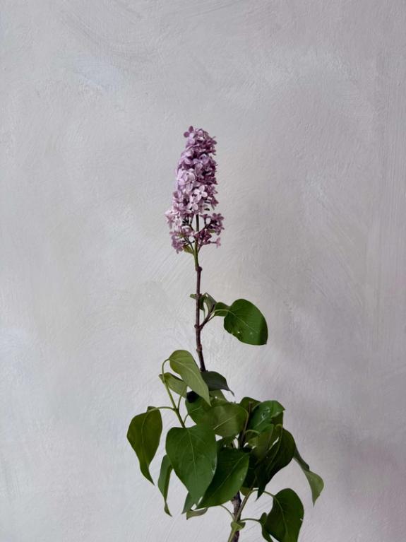 Hover Image of Lilac