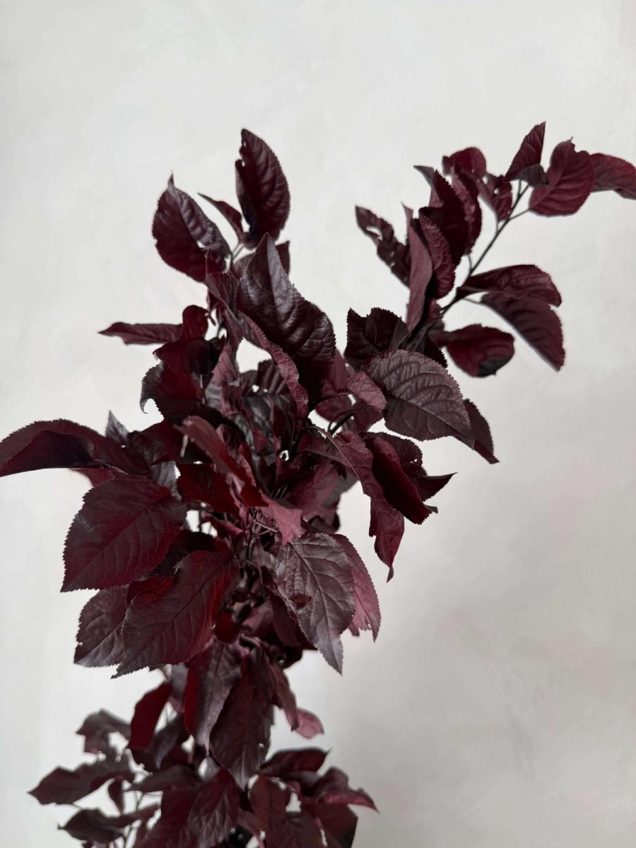 Product image in gallery for Plum Branches | Item 2