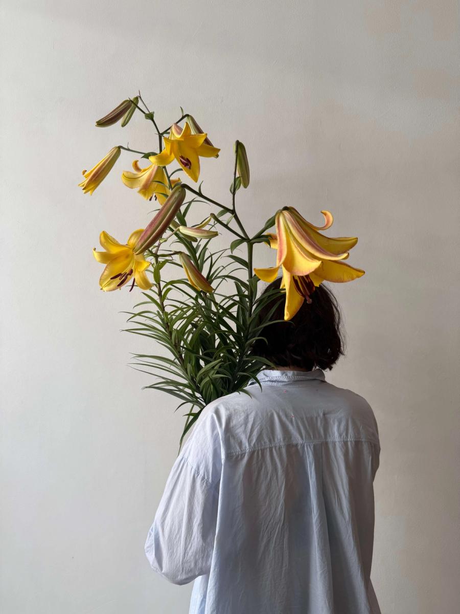 Product image in gallery for Giant Lily Golden Splendour | Item 2