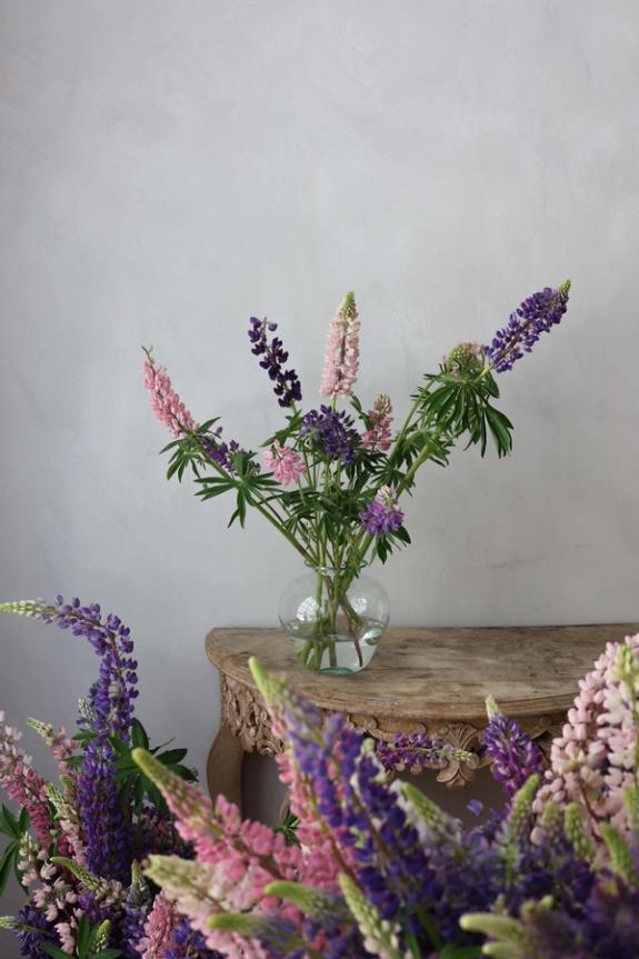 Hover Image of Foraged Wild Lupine