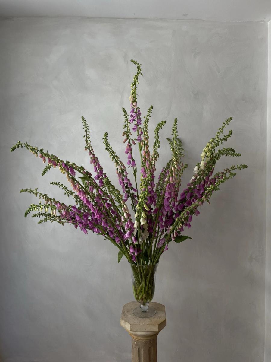 Product image in gallery for Camelot Lavender Foxglove | Item 1