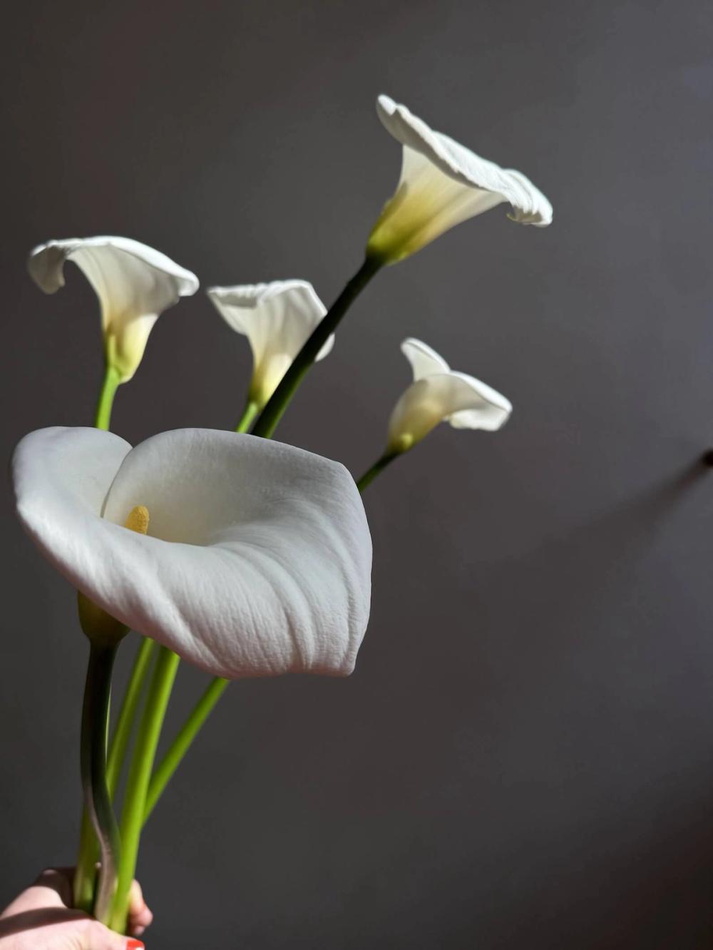 Giant Calla Lilies
