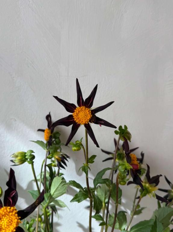 Hover Image of Verrones Obsidian Dahlias