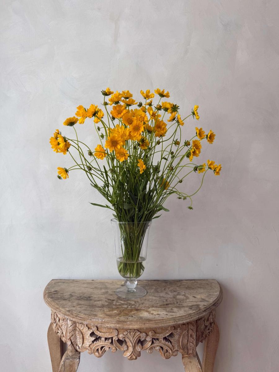 Product image in gallery for Coreopsis Lanceolata | Item 1