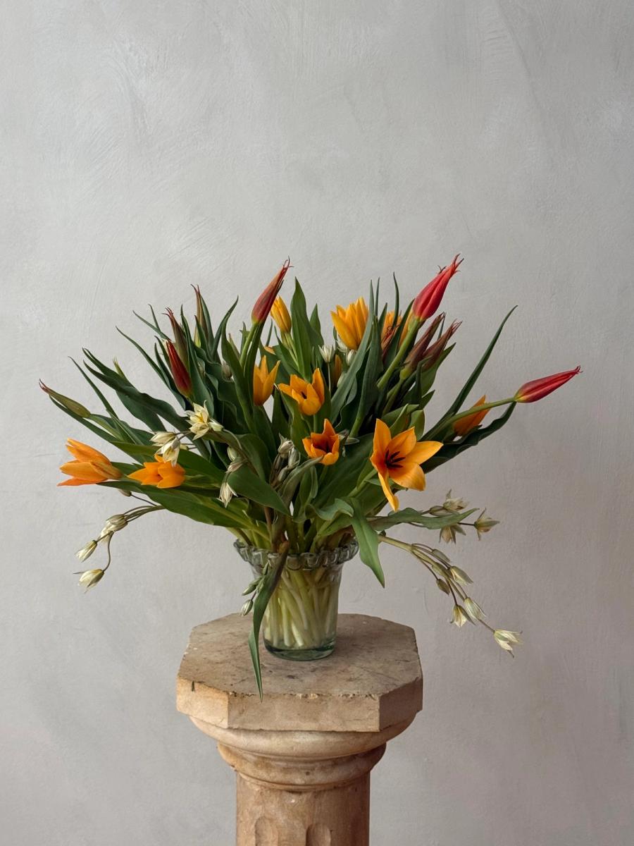 Product image in gallery for Shogun, Turkestanica, and Tubergen's Gem Tulips | Item 1