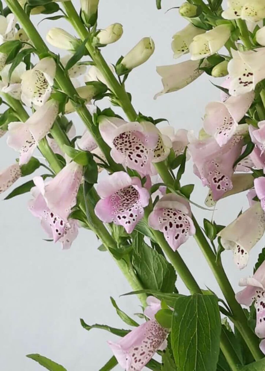 Product image in gallery for Pam's Choice Foxglove | Item 2