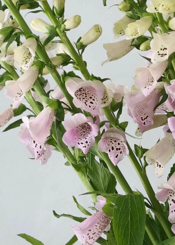 Hover Image of Pam's Choice Foxglove