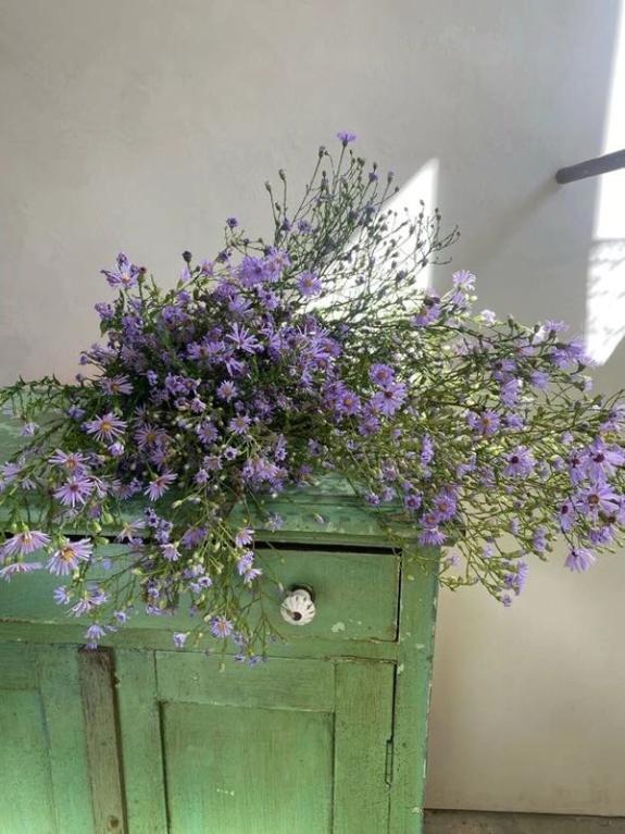 Thumbnail Image of Purple New England Aster