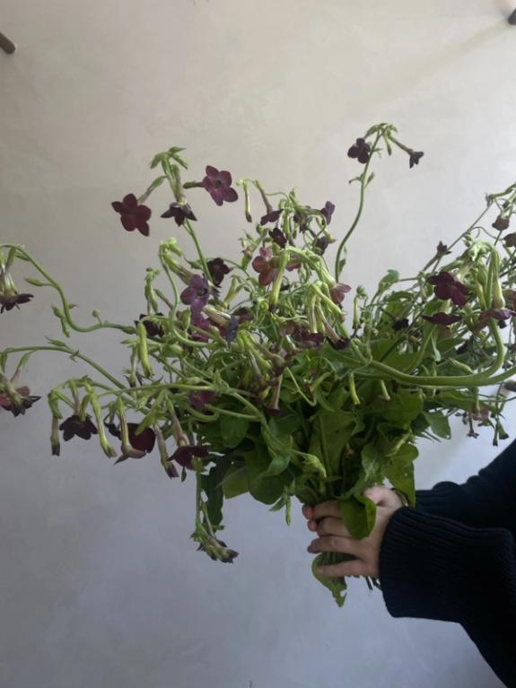 Thumbnail Image of Chocolate Nicotiana Bunch