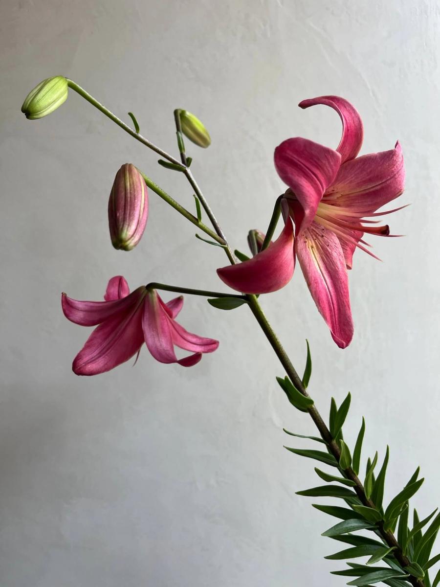 Product image in gallery for Pink Flight Lilies | Item 3