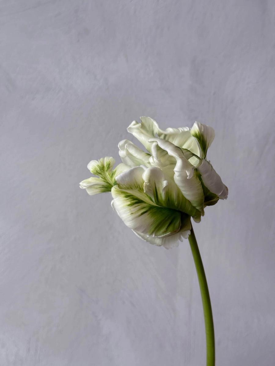 Product image in gallery for Super Parrot Tulips | Item 3