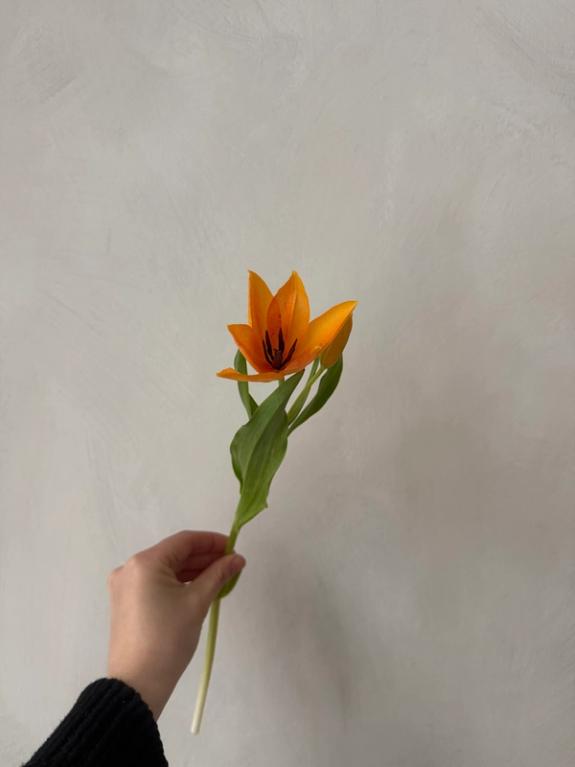 Hover Image of Shogun, Turkestanica, and Tubergen's Gem Tulips