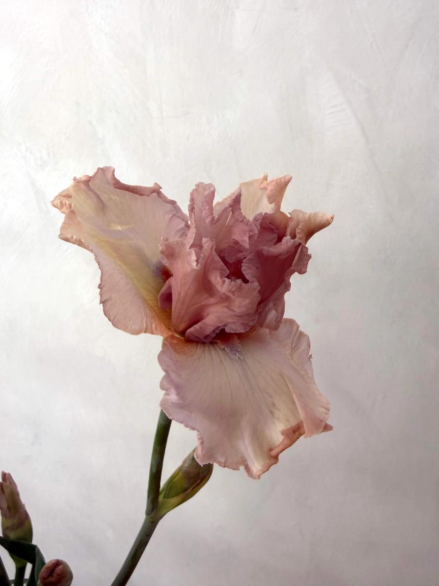 Product image in gallery for Blush Bearded Iris | Item 2