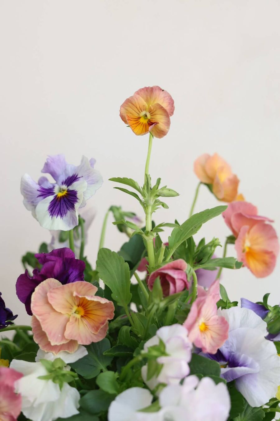Product image in gallery for VIolas in La Soufflerie | Item 2