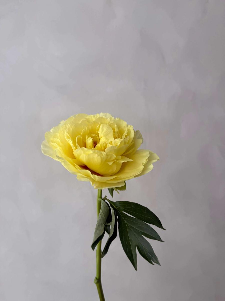 Product image in gallery for Yellow Tree Peony | Item 2