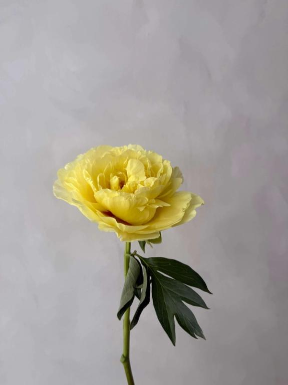 Hover Image of Yellow Tree Peony