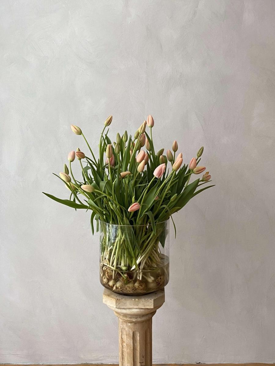 Product image in gallery for An Appropriate Abundance of French Menton Tulips on the Bulb in glass | Item 1