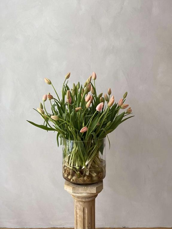 Thumbnail Image of An Abundance of Menton French Tulips on the Bulb in glass