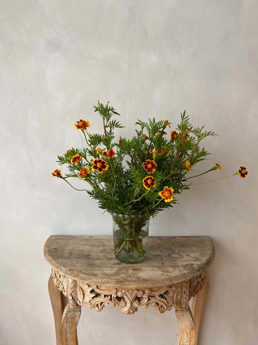 Product image in gallery for France's Choice Marigolds | Item 1