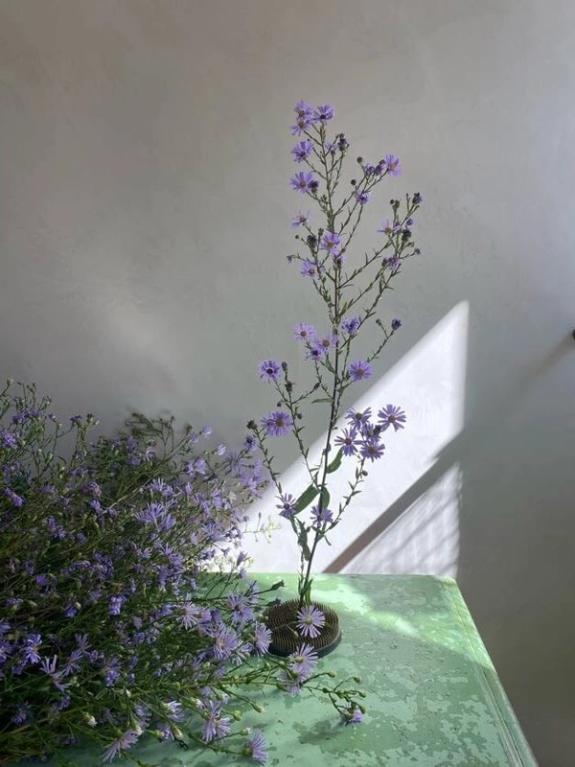 Hover Image of Purple New England Aster