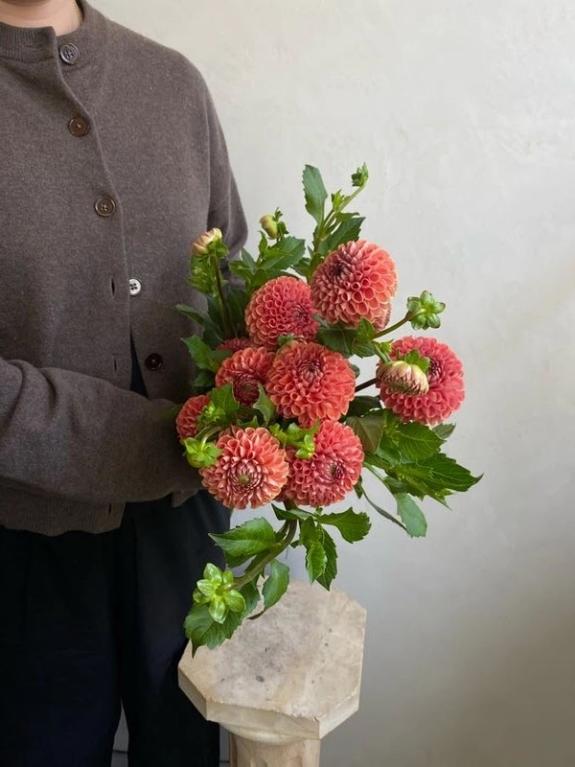 Thumbnail Image of Cornel Bronze Dahlias