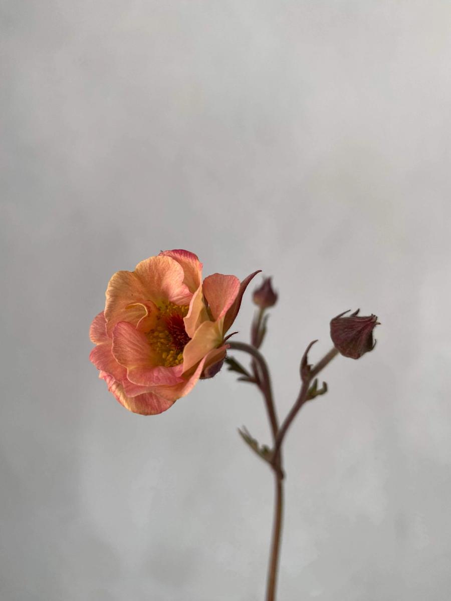 Product image in gallery for Mai Tai Geum | Item 3