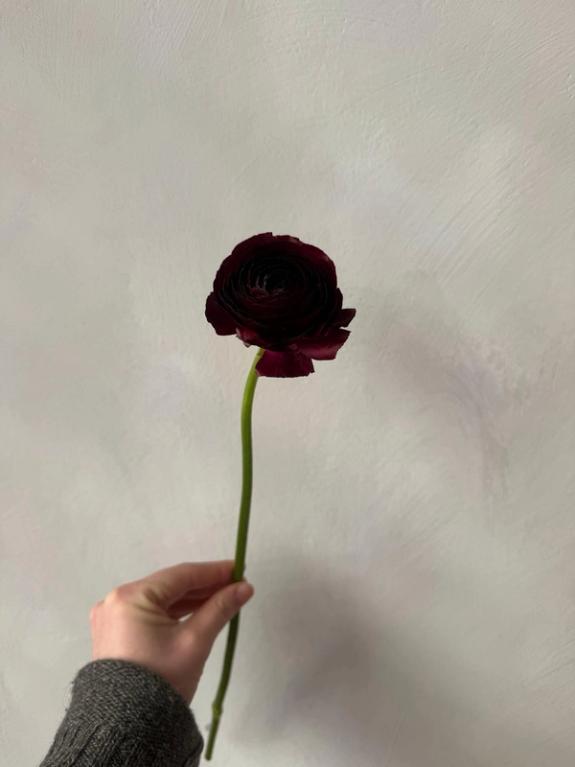 Hover Image of Black Elegance Ranunculus